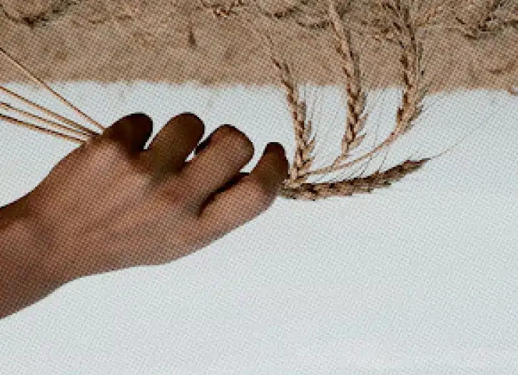 A hand gently holds a few stalks of wheat against a background of a larger wheat field and a white surface, evoking the essence of nature's collective team. The scene has a textured, grainy filter.